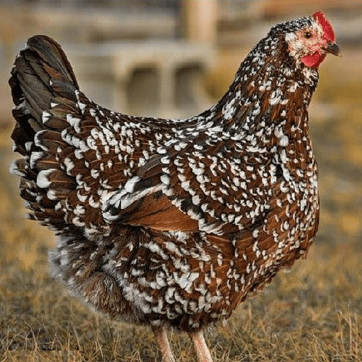 speckled sussex chicken