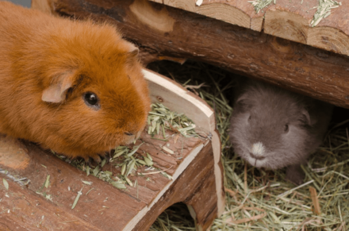 Teddy Guinea Pig