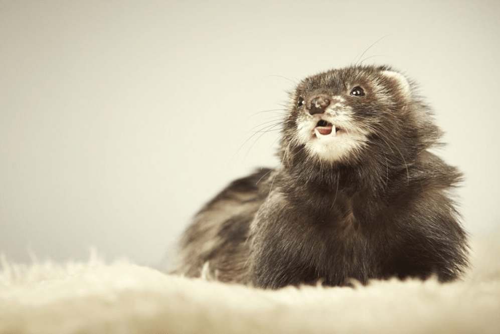 angora ferret