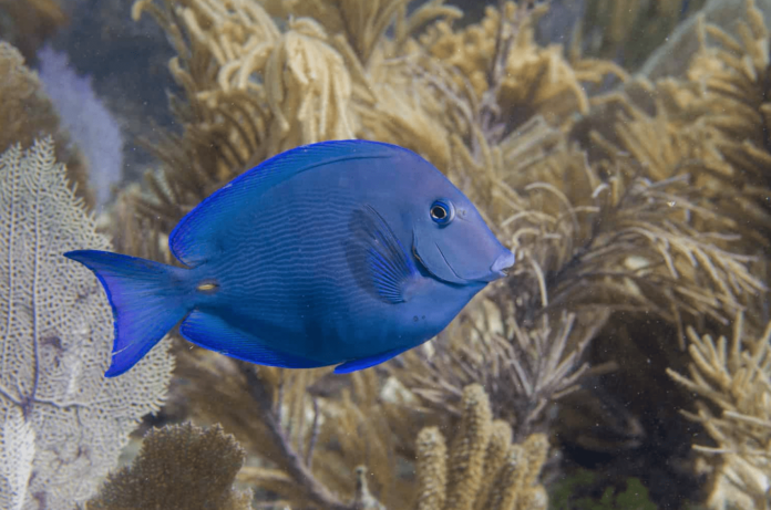 atlantic blue tang