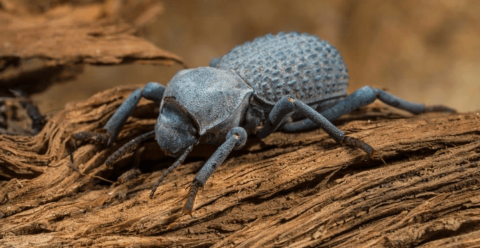 blue death feigning beetles