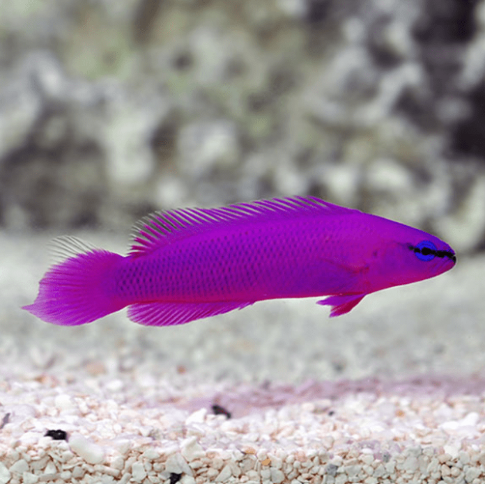 Orchid Dottyback