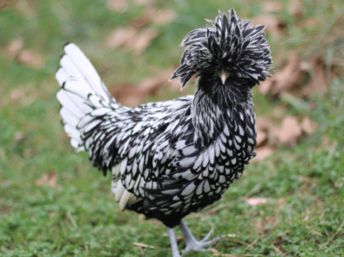 Silver Laced Polish