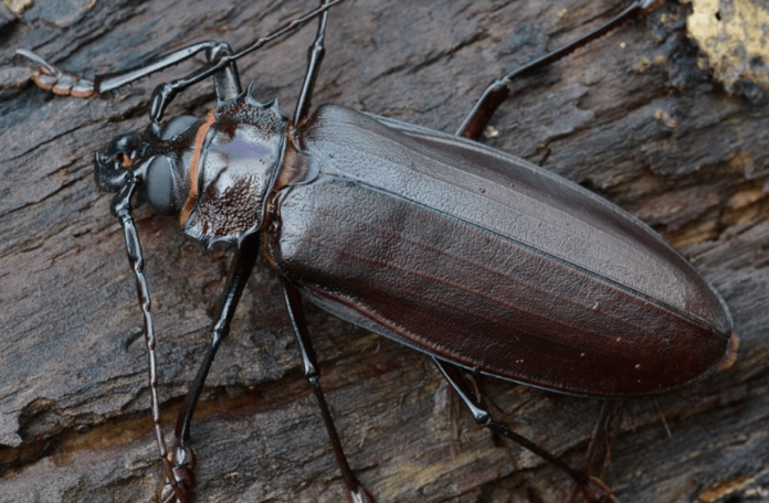 Titaneus Giganteus.