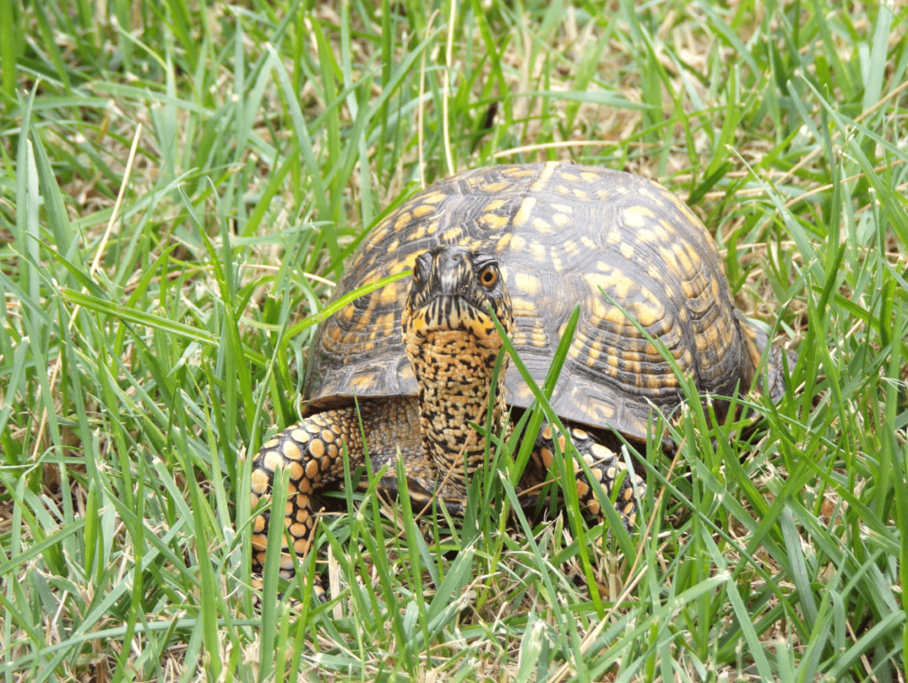 baby box turtle