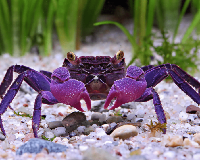 vampire crab