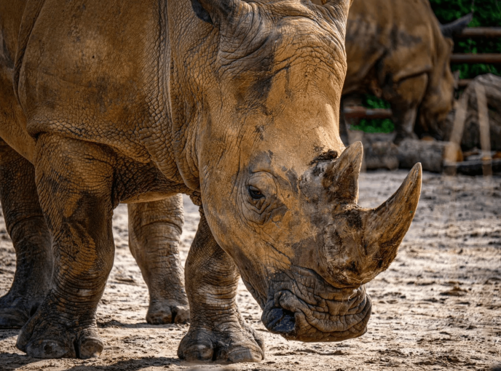 Animals With Big Lips