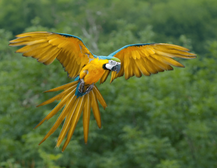 buy macaw