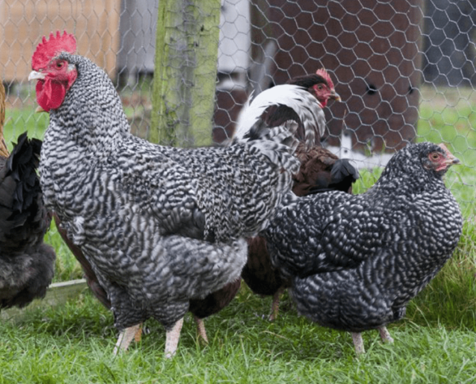 wheaten marans