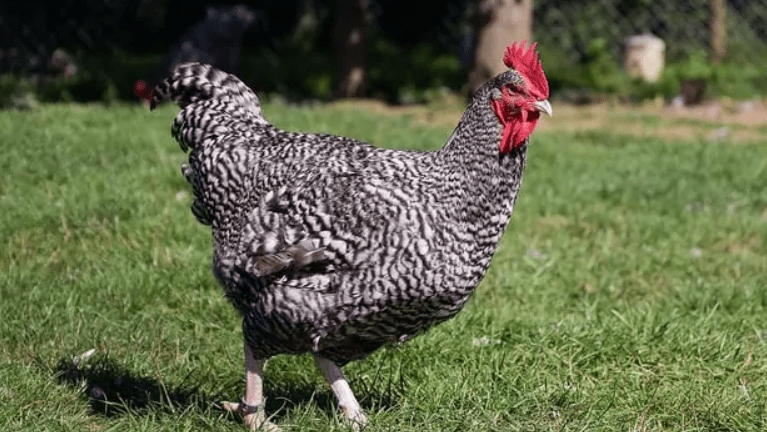 wheaten marans