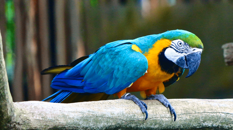 buy macaw