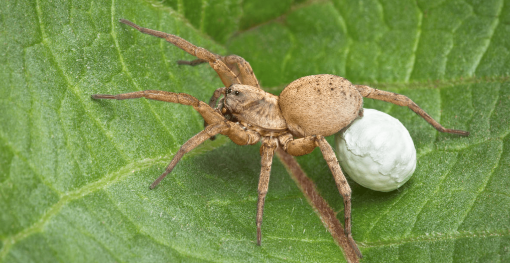 baby wolf spider