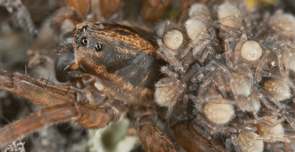 baby wolf spider